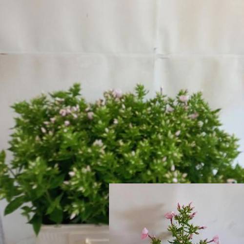 Phlox hell rosa Pink Tender 65cm