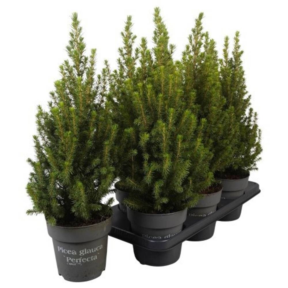Picea Glauca Perfecta PTK255 T15 H050