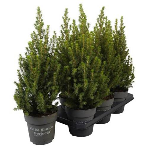 Picea Glauca Perfecta PTK255 T15 H050