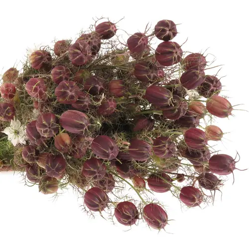 Nigella rot Bol 70cm