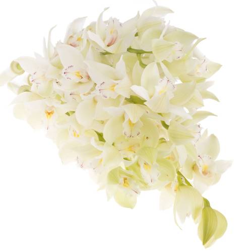 Mini Cymbidium weiss Insigne 70cm 15+Blüte