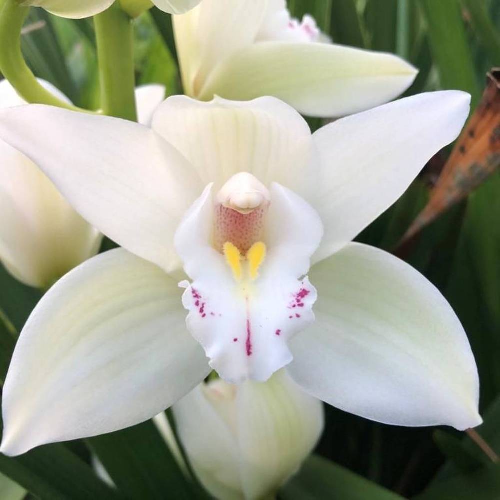 Mini Cymbidium weiss Insigne 70cm 15+Blüte