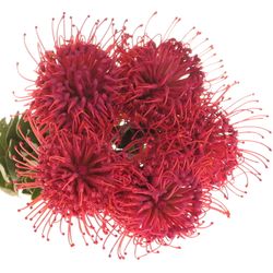 Nutans cerise gefärbt 40cm