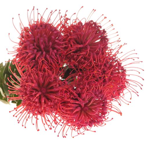 Nutans cerise gefärbt 40cm