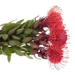 Nutans cerise gefärbt 40cm