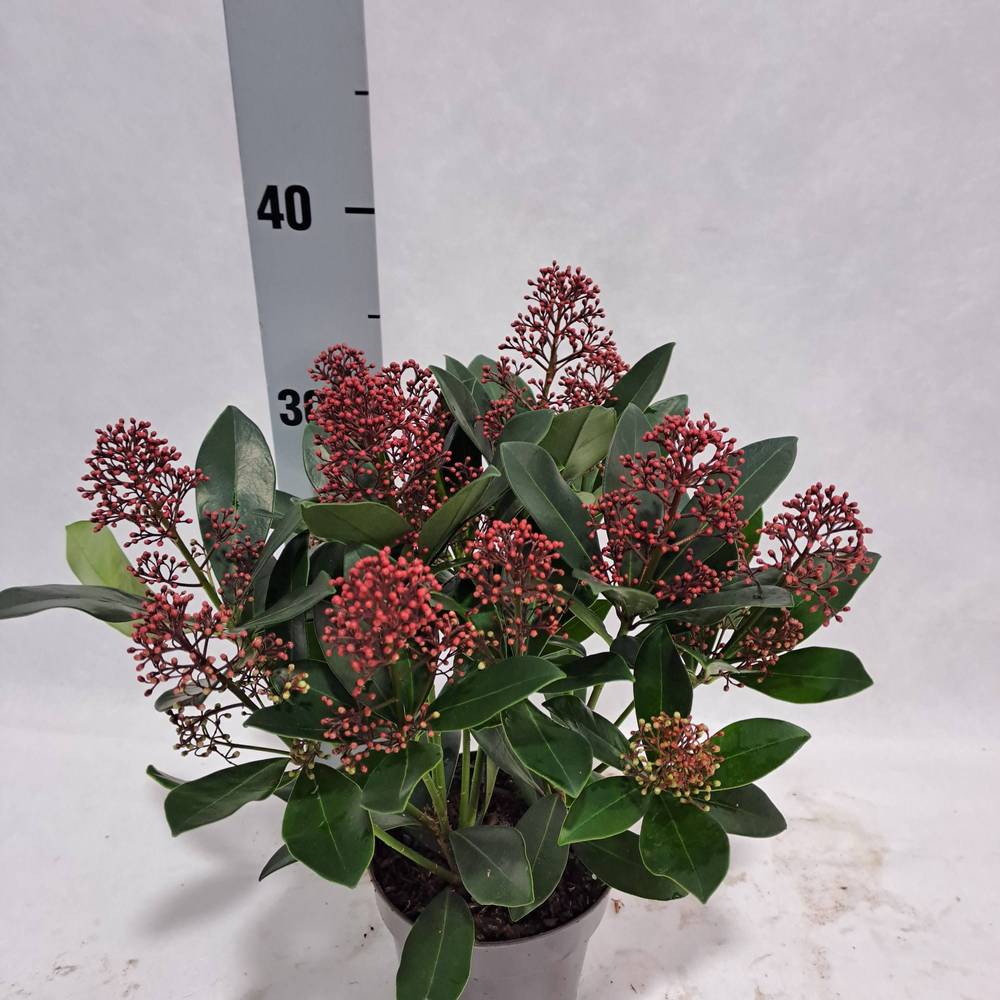 Skimmia Jap.Rubella 10-12+ T13 H030