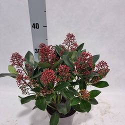Skimmia Jap.Rubella 10-12+ T13 H030