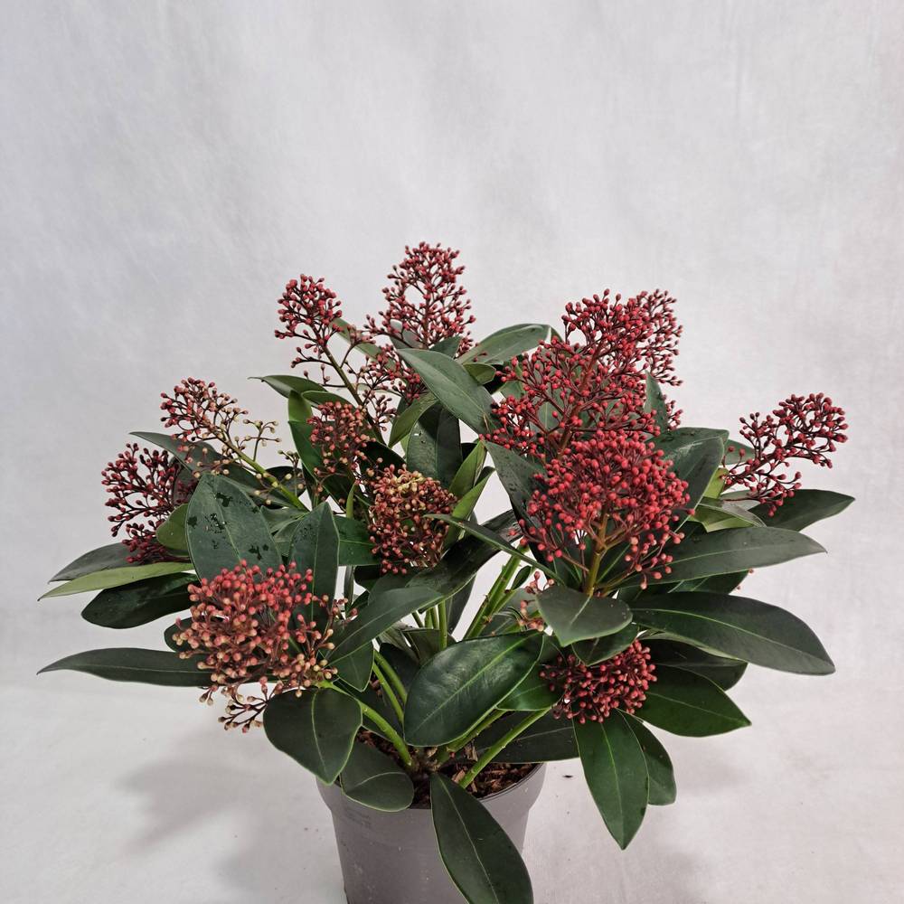 Skimmia rot Japonica Rubella 9+Blüte T13 H030