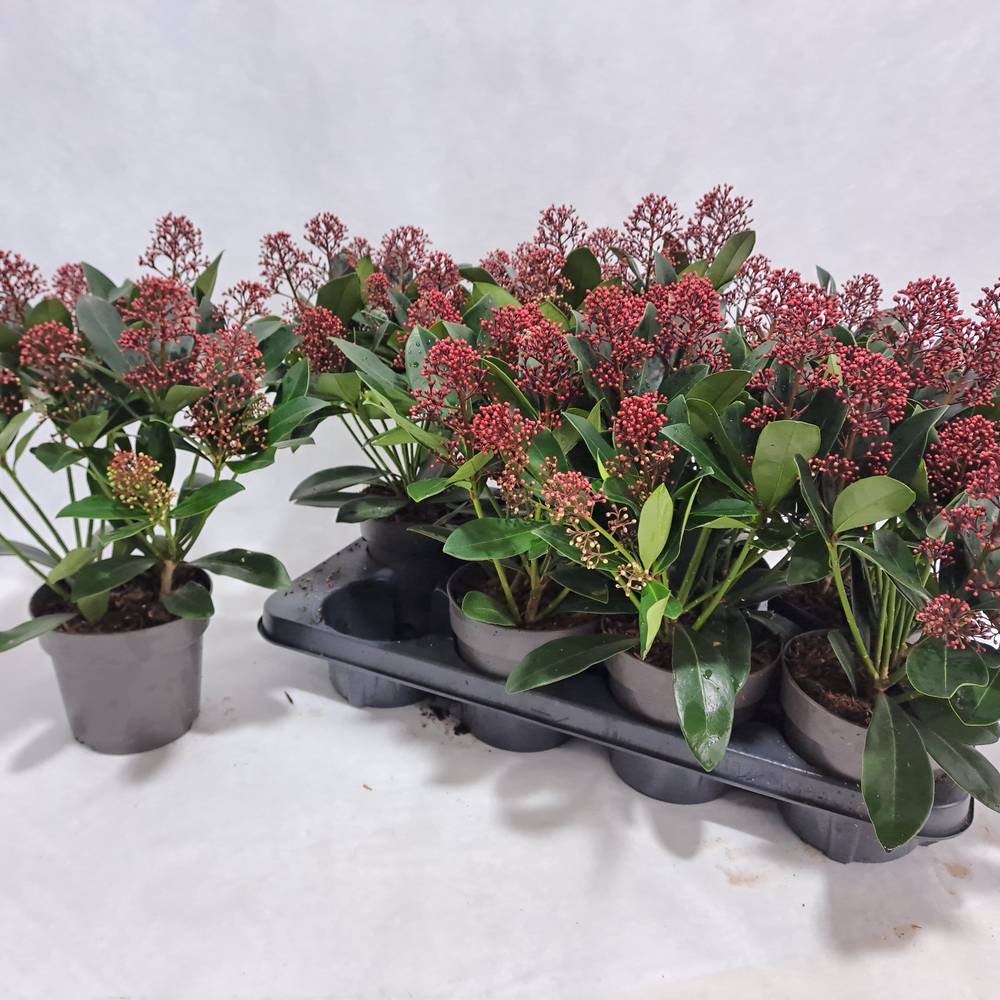 Skimmia rot Japonica Rubella 9+Blüte T13 H030