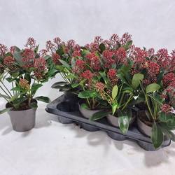 Skimmia rot Japonica Rubella 9+Blüte T13 H030