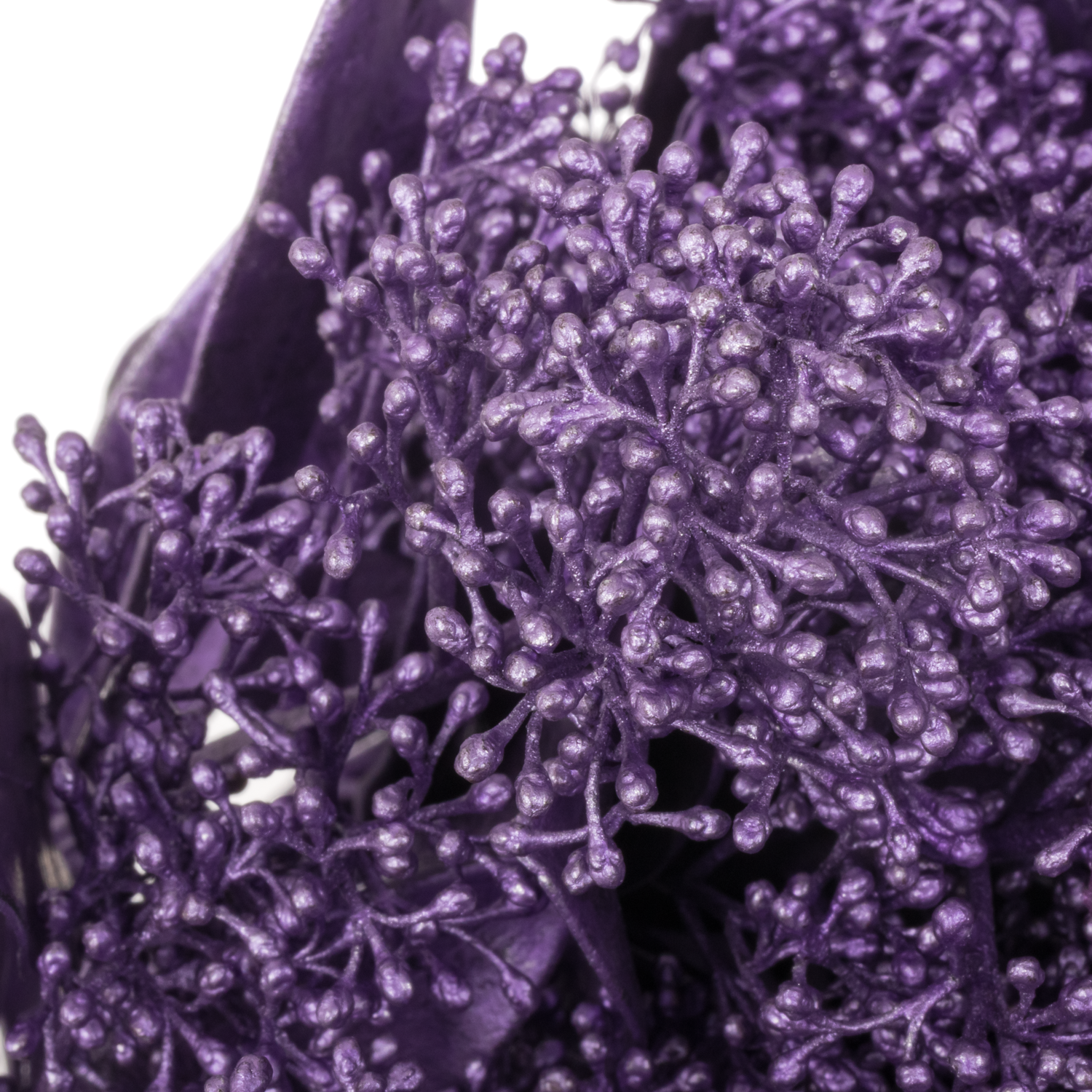 Skimmia milka metallic gefärbt 45cm