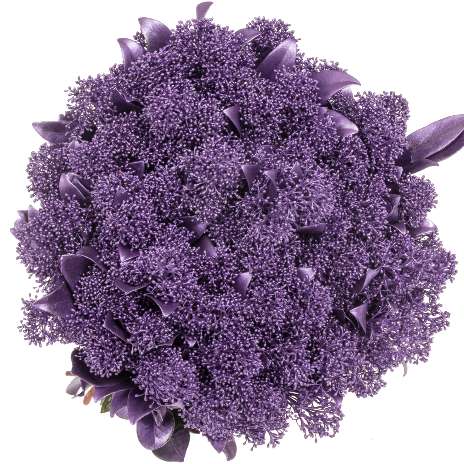 Skimmia milka metallic gefärbt 45cm