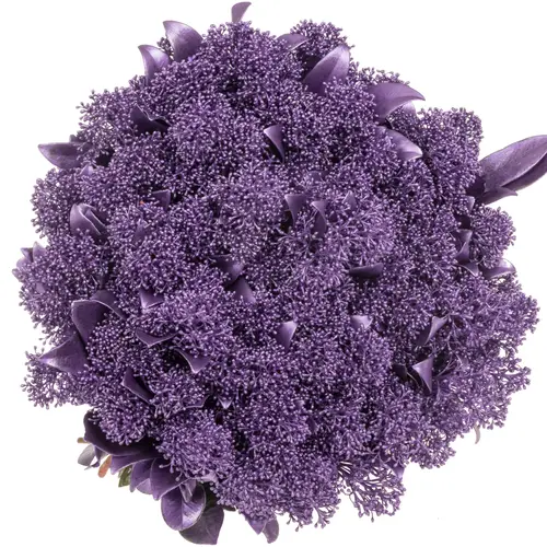 Skimmia milka metallic gefärbt 45cm