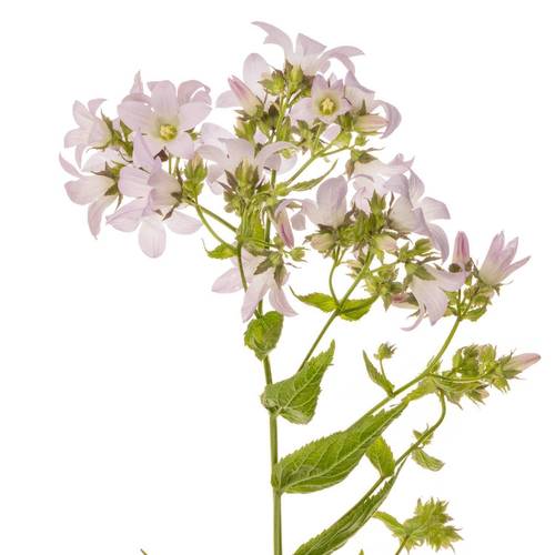 Campanula milka lactiflora Prichard 80cm