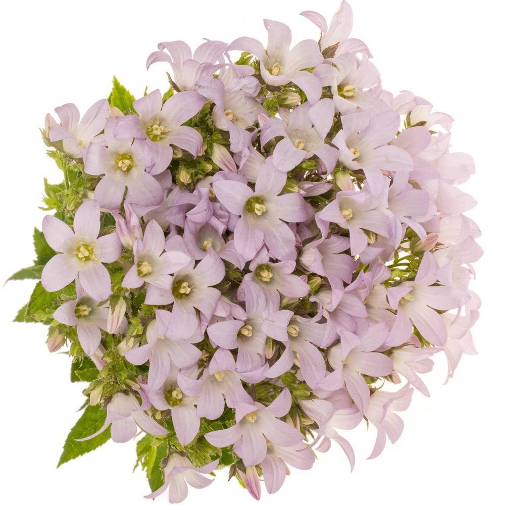 Campanula milka lactiflora Prichard 80cm