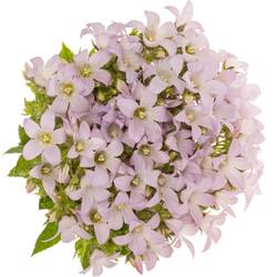Campanula milka lactiflora Prichard 80cm