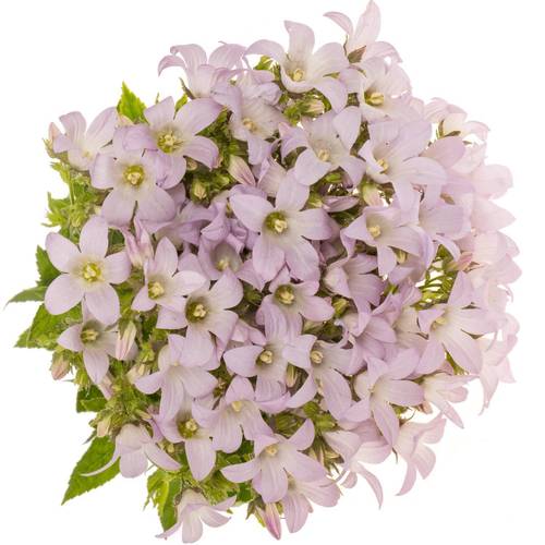 Campanula milka lactiflora Prichard 80cm