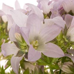 Campanula milka lactiflora Prichard 80cm