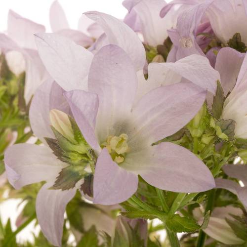 Campanula milka lactiflora Prichard 80cm