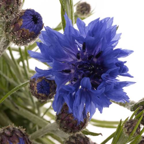 Kornblumen blau cyanus 70cm