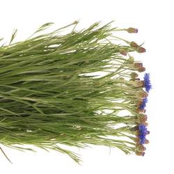 Kornblumen blau cyanus 70cm