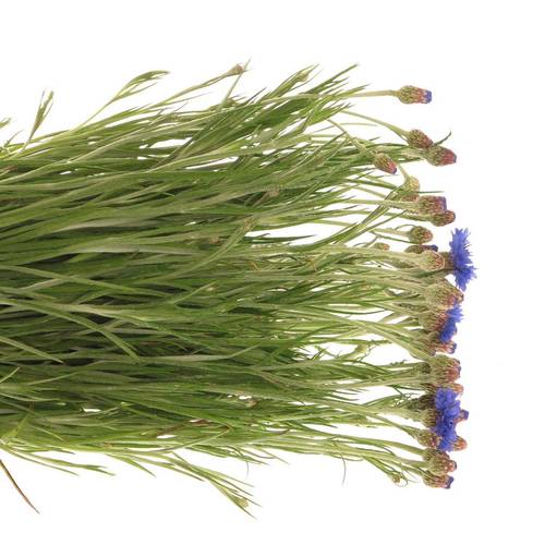 Kornblumen blau cyanus 70cm