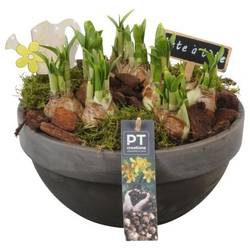 Narzis.Arr PTN8672 T23 H021