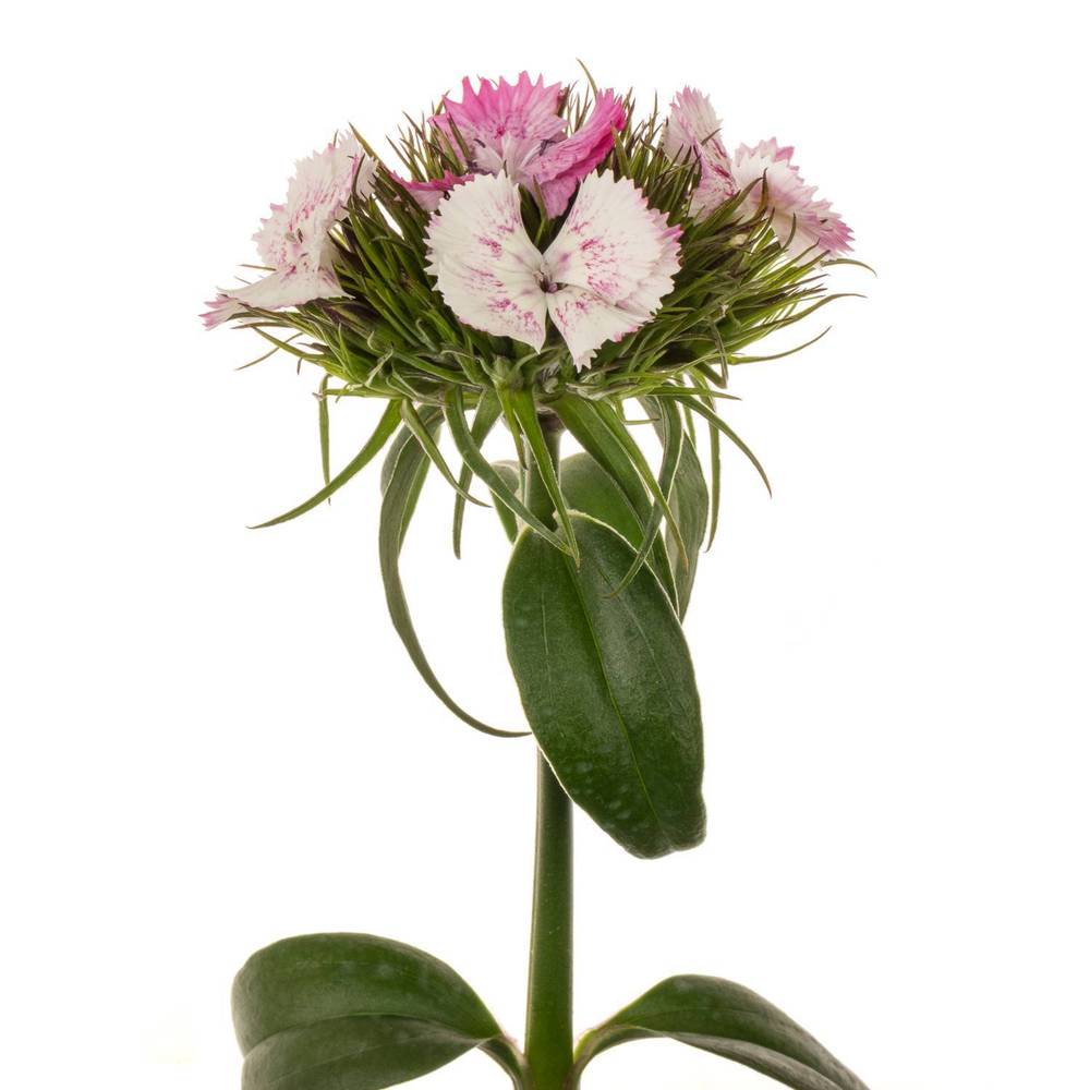 Bartnelke rosa weiss Sweet Will Pink Magic 4