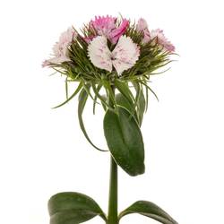 Bartnelke rosa weiss Sweet Will Pink Magic 4