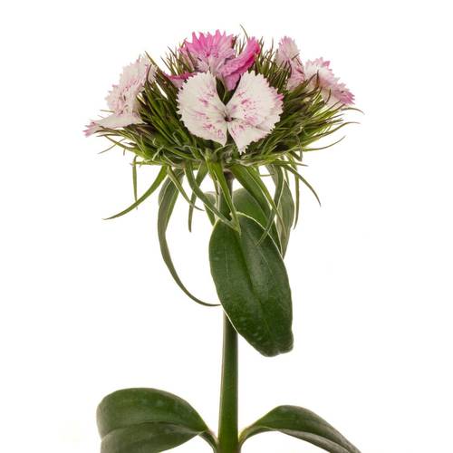 Bartnelke rosa weiss Sweet Will Pink Magic 4