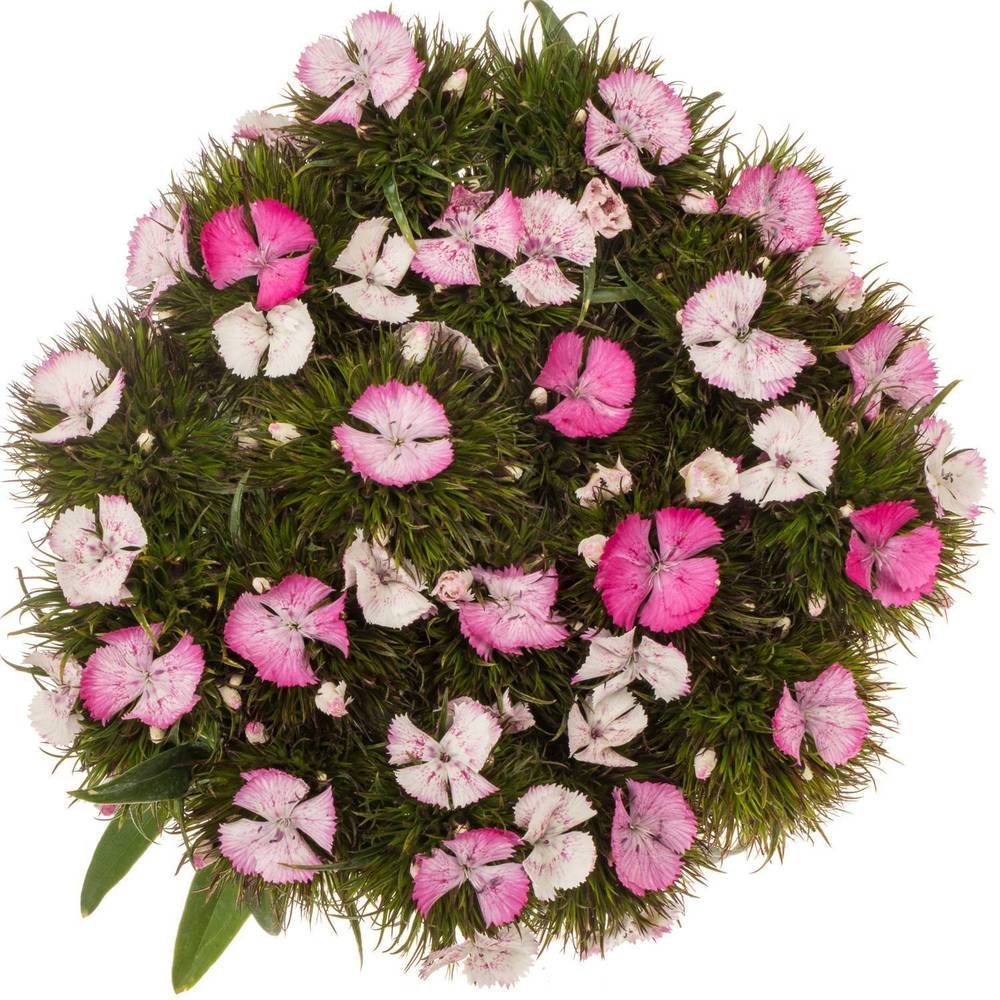 Bartnelke rosa weiss Sweet Will Pink Magic 4