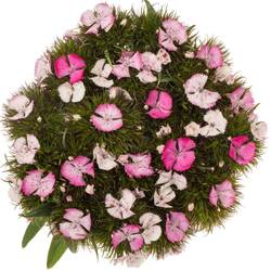 Bartnelke rosa weiss Sweet Will Pink Magic 4