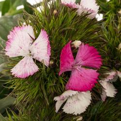 Bartnelke rosa weiss Sweet Will Pink Magic 4