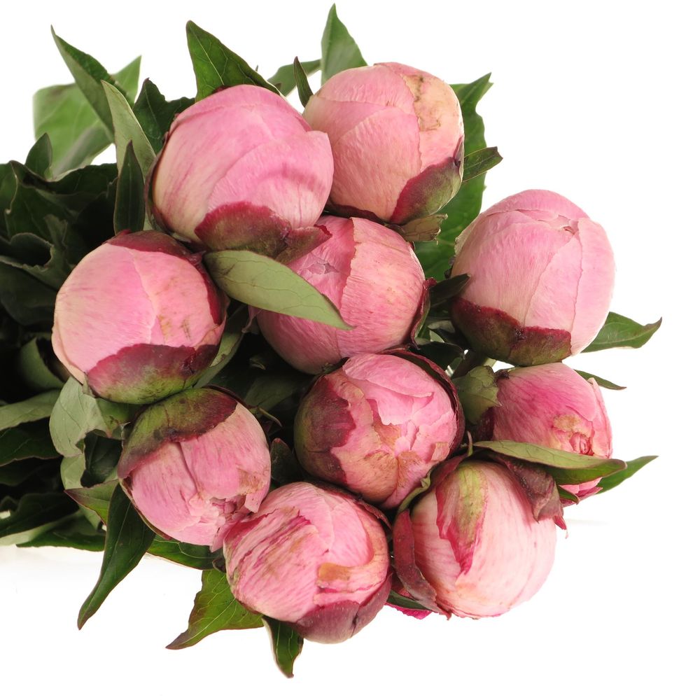 Pfingstrose rosa Shaylor 40cm