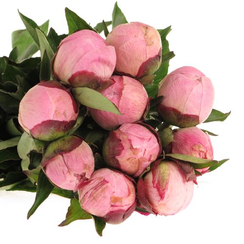 Pfingstrose rosa Shaylor 40cm