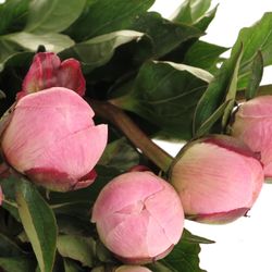 Pfingstrose rosa Shaylor 40cm