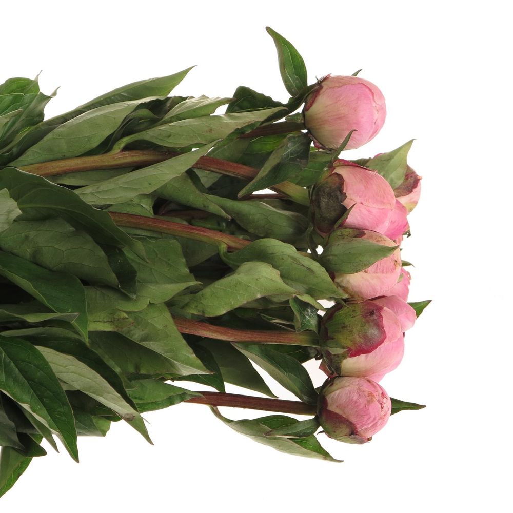 Pfingstrose rosa Shaylor 40cm