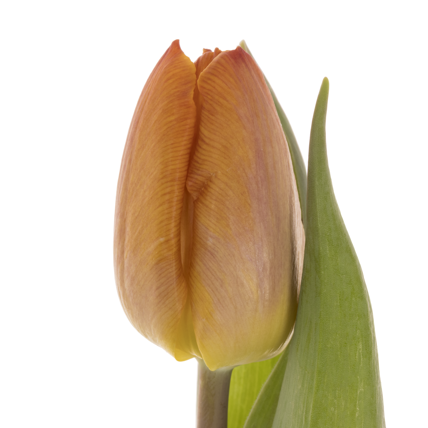 Tulpe orange Sunrise 26 gramm