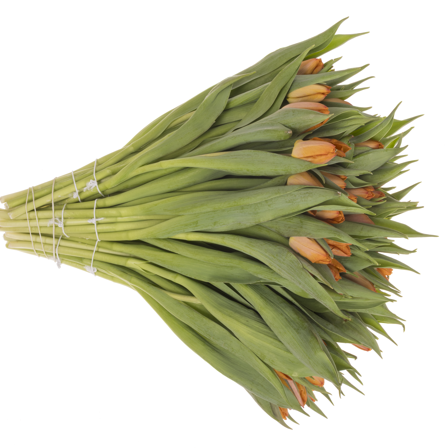 Tulpe orange Sunrise 26 gramm