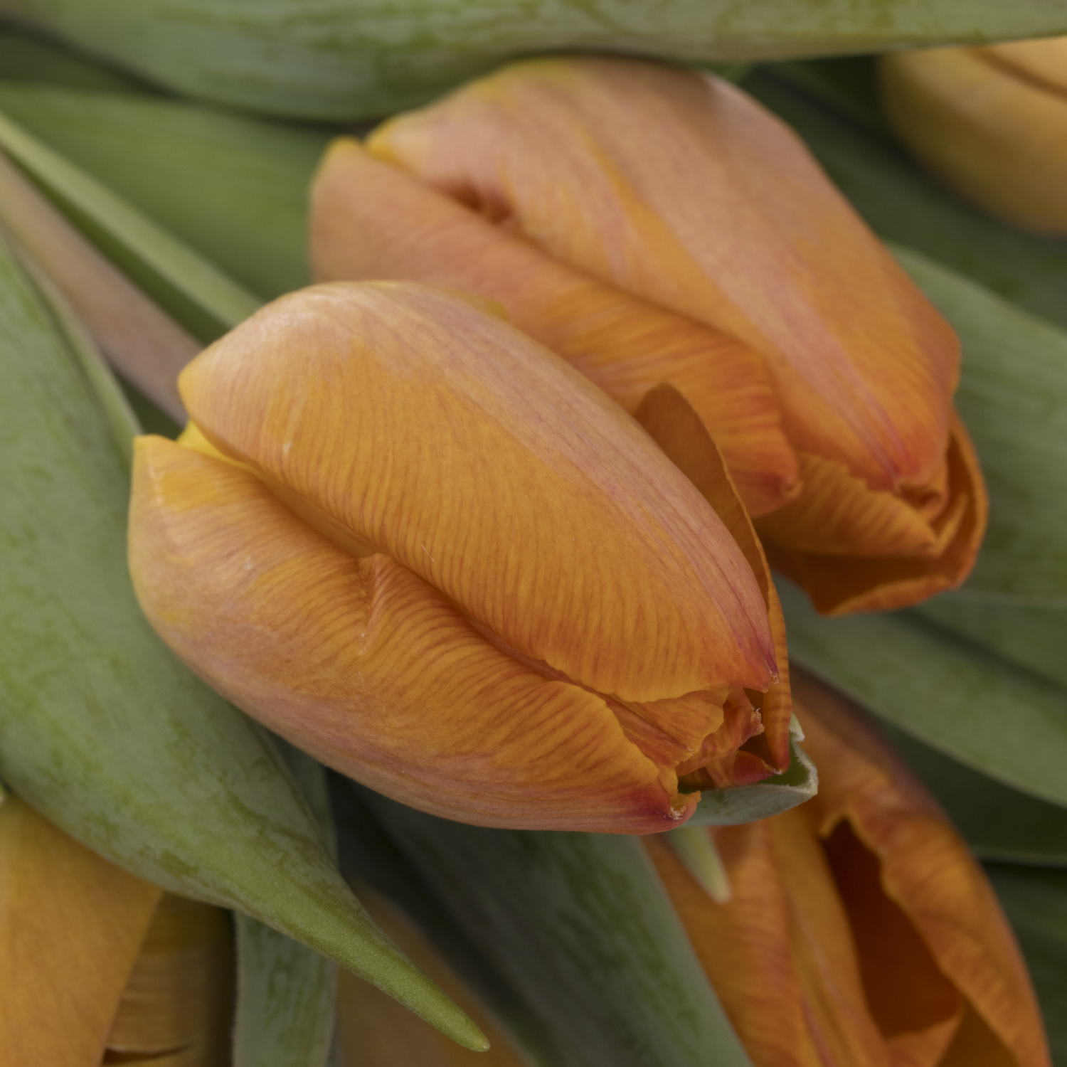 Tulpe orange Sunrise 26 gramm