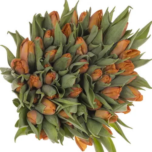 Tulpe orange Sunrise 26 gramm