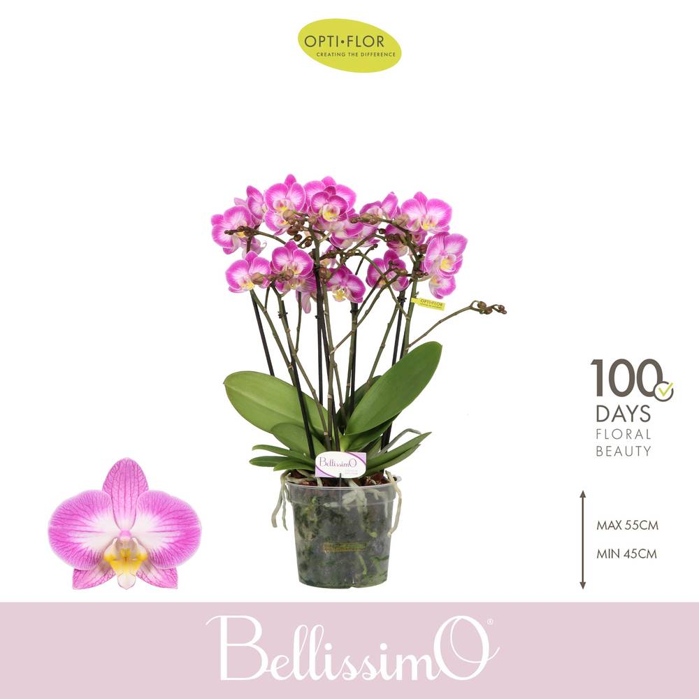 Phal.4-R rosa Bellisimo Caro T15 H050