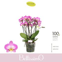 Phal.4-R rosa Bellisimo Caro T15 H050