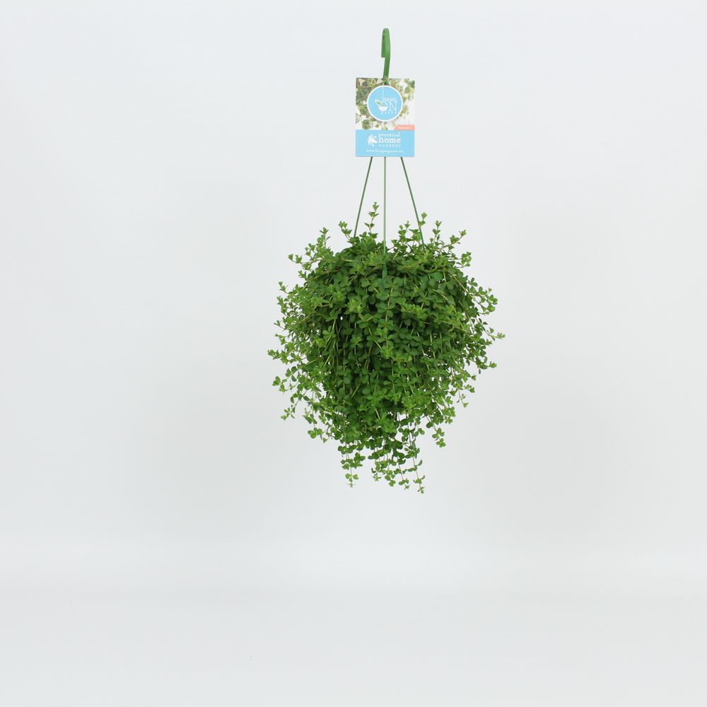 Peperomia Isabelle Ampel T14 H30