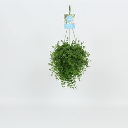 Peperomia Isabelle Ampel T14 H30