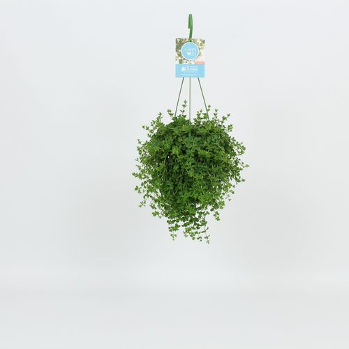 Peperomia Isabelle Ampel T14 H30