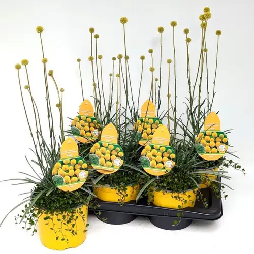 Craspedia Glob.+Muehlenbeckia mix T17 H035