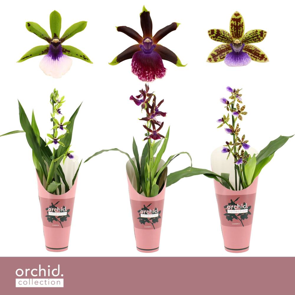 Zygopetalum 1-R mix T12 H050