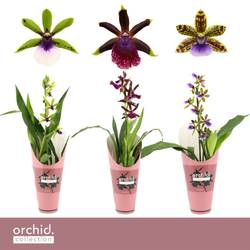 Zygopetalum 1-R mix T12 H050