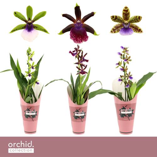 Zygopetalum 1-R mix T12 H050